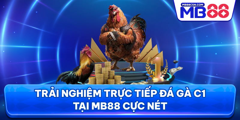 Trải nghiệm trực tiếp đá gà C1 tại MB88 cực nét